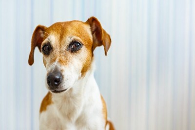 訝しげな顔の犬