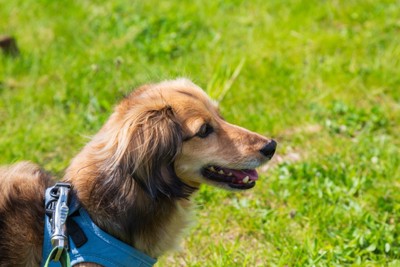 ハーネスを着けた笑顔の犬