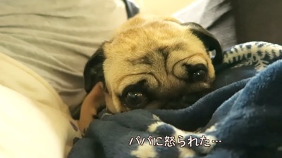 叱られた後のぷぅちゃん