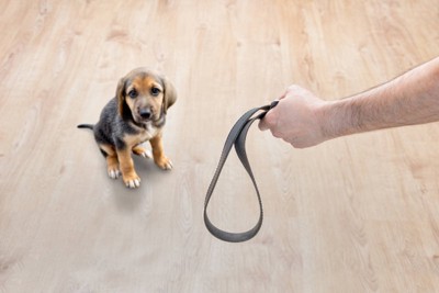 リードのような紐を持つ手と犬