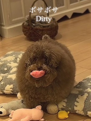 ボサボサになったちろるちゃん