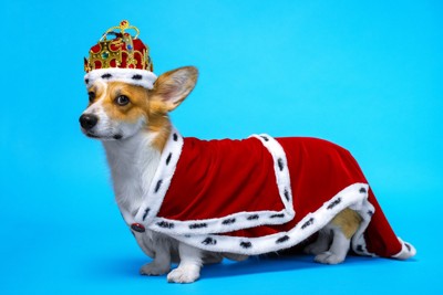 王様の扮装をした犬