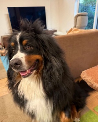 横目で見る犬