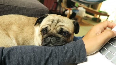 お仕事を始めると、腕にあご乗せ