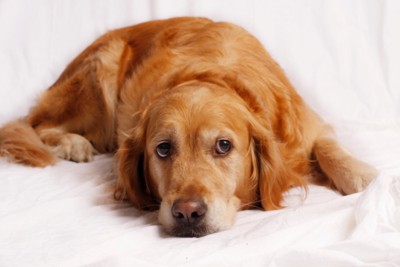 拗ねた犬