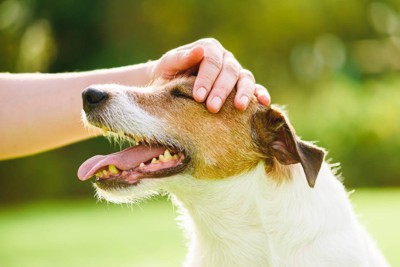 頭を撫でられる犬