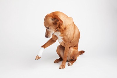 手に包帯を巻かれた犬