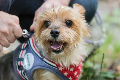 ハーネスを着用する犬