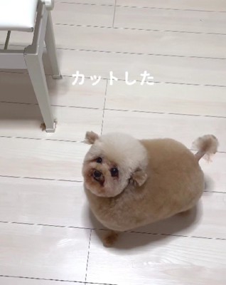 いなりずしみたい