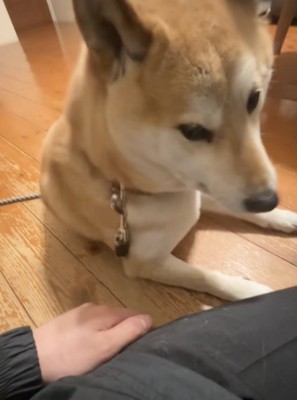 「おやつですと？」