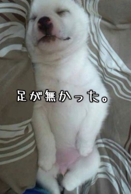片足のない赤ちゃん犬
