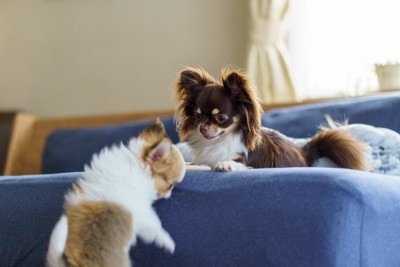 ソファーの上で子犬のチワワを見つめる成犬のチワワ