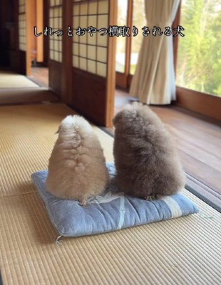 クセになるかわいさ