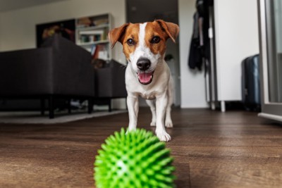 おもちゃで遊ぶ犬