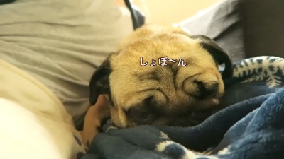 しょんぼり…