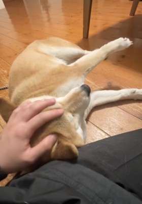 ナデナデ満喫中