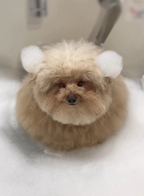 しえるちゃんを洗ったら…