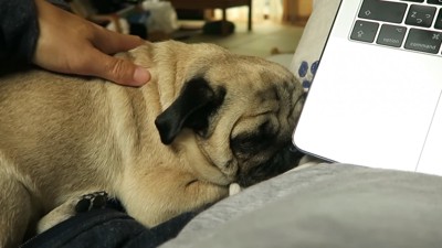 可愛さに負けてナデナデ…