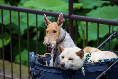 キャリーに乗って公園の池の周りを散歩をする2匹の愛犬