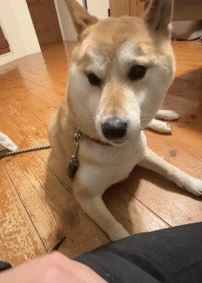 「おやつ」と聞いて起き上がっては…