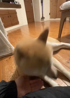 ママの手のひらへ一直線