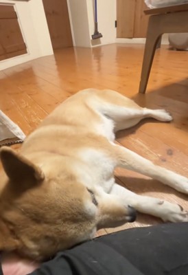 ゴロンッ