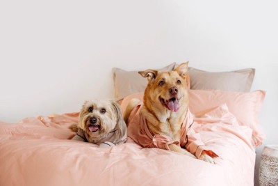 パジャマ姿の幸せそうな2匹の犬が、飼い主の室内ベッドでくつろいでいる