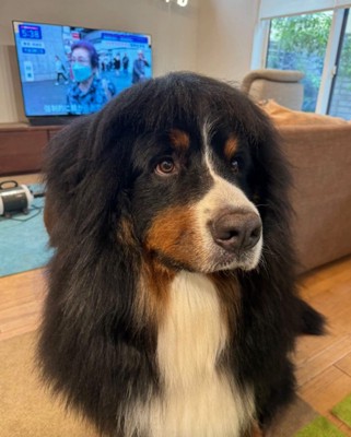 歌舞伎っぽいヘアスタイル2