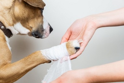 前足に包帯を巻かれる犬