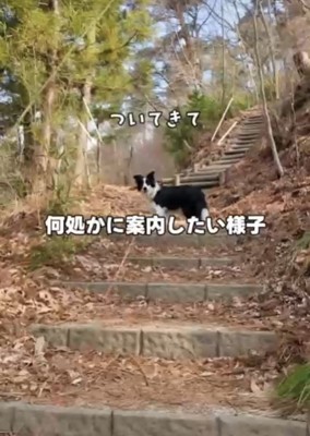 振り返る犬