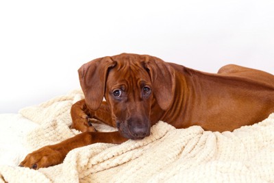 悲しい顔の犬