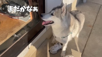 窓の前で健気に待機