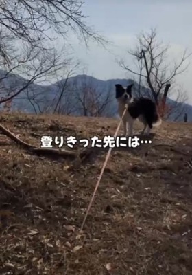 登り切った犬