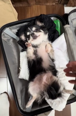 スーツケースに入っている小型犬