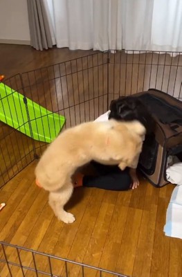 男の子に飛びつくラニーちゃん