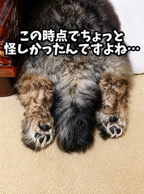 後ろ足と尻尾だけの大地くん