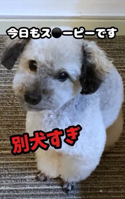 スヌーピーのような大地くん