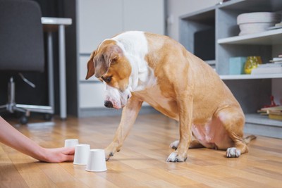紙コップを使ったゲームをする犬