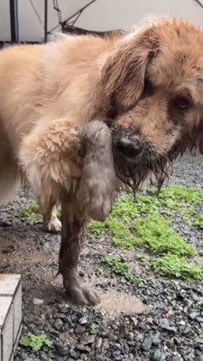泥だらけの前足を上にあげる犬