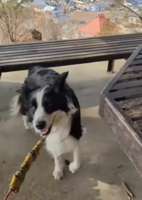 嬉しそうな犬
