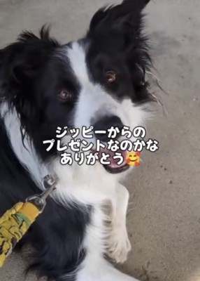 座ってこちらを見上げる犬