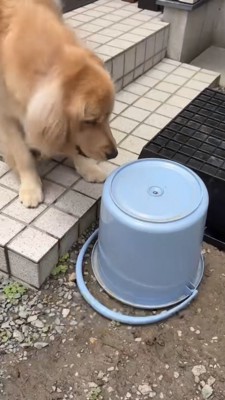庭に置かれたバケツを見る犬