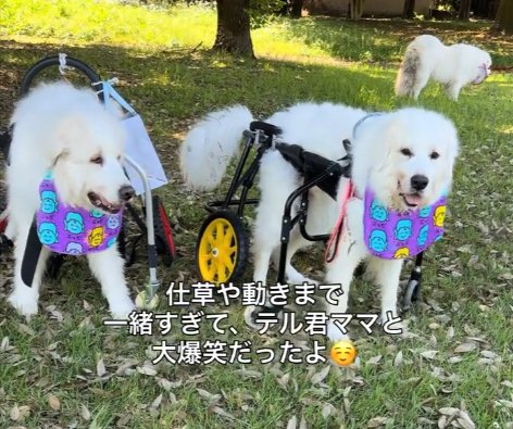 そっくり