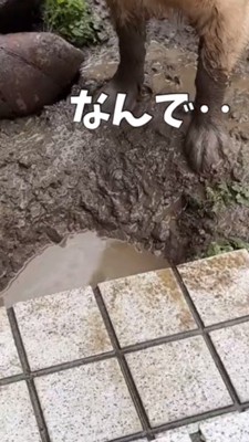 水たまりの前に立つ犬の足元