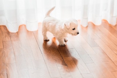 フローリング、白い子犬