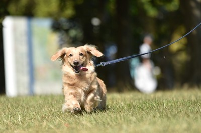公園の芝生を走る散歩の犬