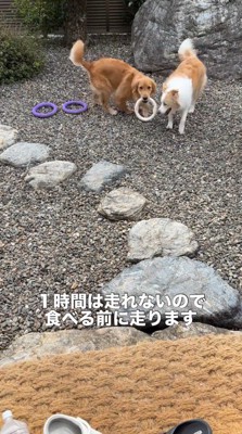 庭でリング遊びをする2頭の犬