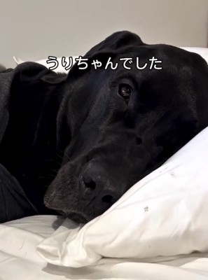 枕に顔を預ける犬