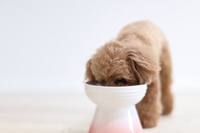 高い食器からご飯を食べる犬