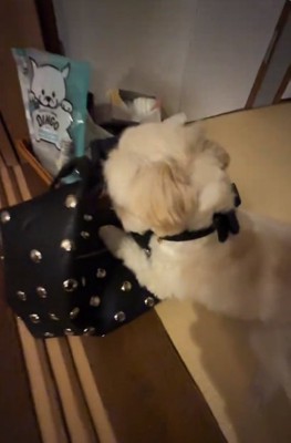 バッグを守るすずめちゃん